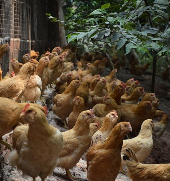 農戶養殖蛋雞所具備的條件